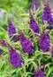 Budleja dávidova Butterfly Candy Little Purple , výška 30/+ cm, v črepníku 5l Buddleja davidii Butterfly Candy Little Purple