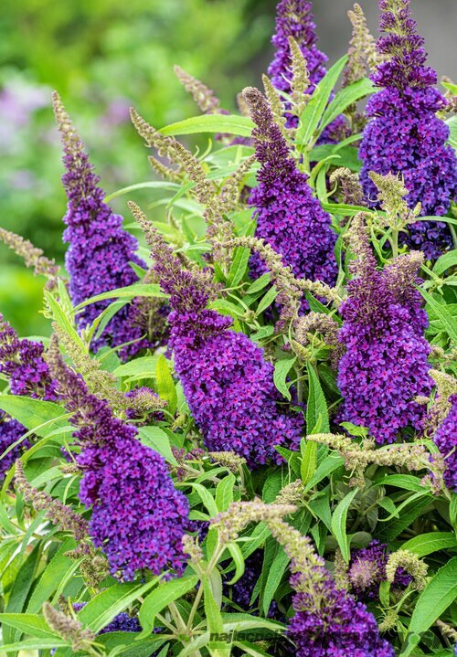 Budleja dávidova Butterfly Candy Little Purple , výška 30/+ cm, v črepníku 5l Buddleja davidii Butterfly Candy Little Purple