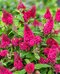 Budleja dávidova Butterfly Candy Little Ruby, výška 30/+ cm, v črepníku 5l Buddleja davidii Butterfly Candy Little Ruby
