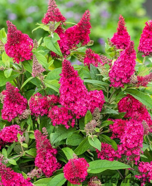 Budleja dávidova Butterfly Candy Little Ruby, výška 30/+ cm, v črepníku 5l Buddleja davidii Butterfly Candy Little Ruby