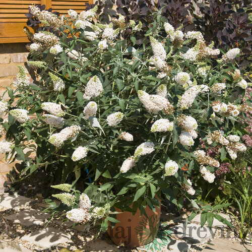 Budleja dávidova Buzz Ivory, výška 20/30 cm, v črepníku Buddleja Buzz Ivory