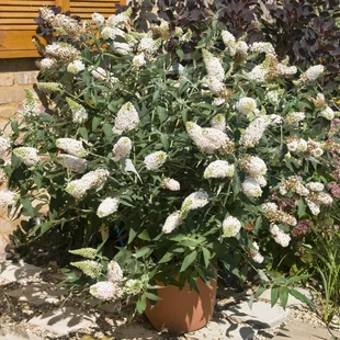 Budleja dávidova Buzz Ivory, výška 20/30 cm, v črepníku Buddleja Buzz Ivory