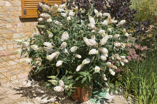 Budleja dávidova Buzz Ivory, výška 20/30 cm, v črepníku Buddleja Buzz Ivory