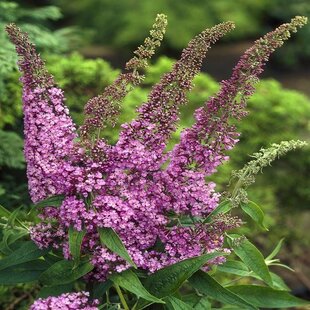 Budleja davidova Fascinating, výška 100/120 cm, v črepníku 10l Buddleja davidii ‘Fascinating‘