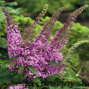 Budleja davidova Fascinating, výška 100/120 cm, v črepníku 10l Buddleja davidii ‘Fascinating‘