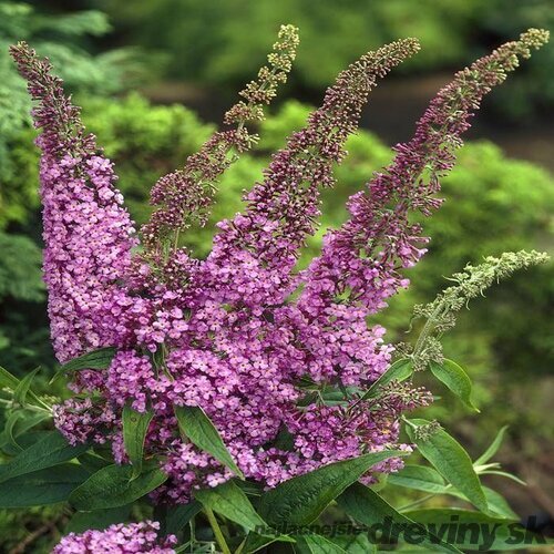 Budleja davidova Fascinating, výška 100/120 cm, v črepníku 10l Buddleja davidii ‘Fascinating‘