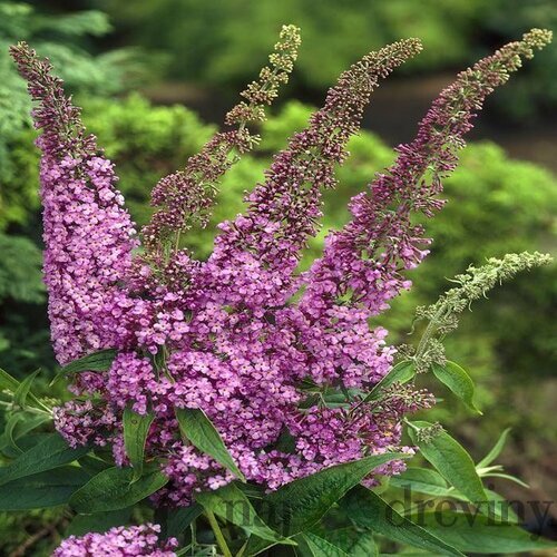 Budleja davidova Fascinating, výška 100/120 cm, v črepníku 10l Buddleja davidii ‘Fascinating‘