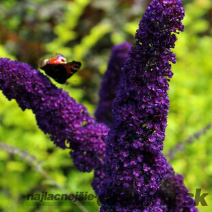 Budleja Dávidova Gulliver, výška 30/+ cm, v črepníku 2l Budleja davidii Black Knight