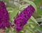 Budleja Davidova Harlekýn 40/60 cm, v črepníku Buddleia davidii Harlequin