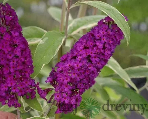 Budleja Davidova Harlekýn 40/60 cm, v črepníku Buddleia davidii Harlequin