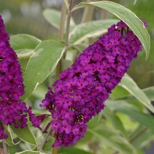 Budleja Davidova Harlekýn 40/60 cm, v črepníku Buddleia davidii Harlequin