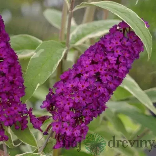 Budleja Davidova Harlekýn 40/60 cm, v črepníku Buddleia davidii Harlequin