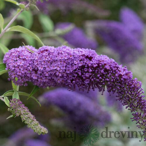 Budleja Dávidova Ile de France, 30/40 cm, v črepníku Buddleja davidii Ile de France