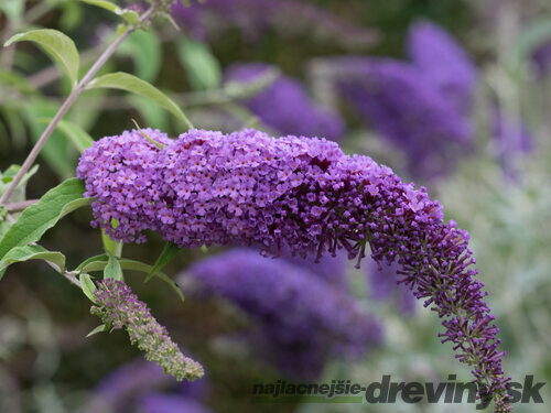 Budleja Dávidova Ile de France, 30/40 cm, v črepníku Buddleja davidii Ile de France