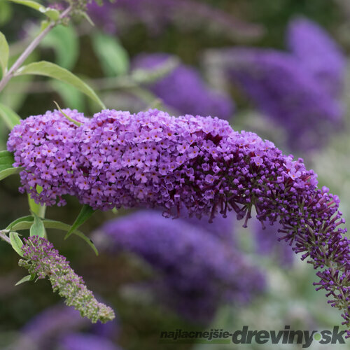 Budleja Dávidova Ile de France, 30/40 cm, v črepníku Buddleja davidii Ile de France