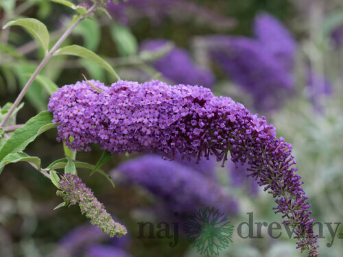 Budleja Dávidova Ile de France, 30/40 cm, v črepníku Buddleja davidii Ile de France
