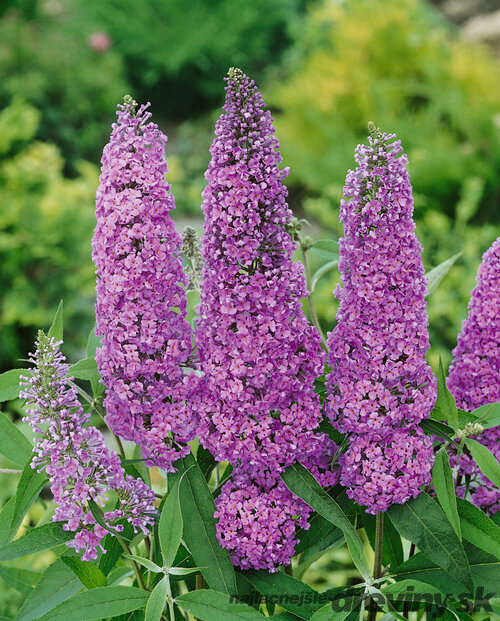 Budleja Dávidova Ile de France, výška 100+ cm, v črepníku 10l Budleja davidii Ile de France