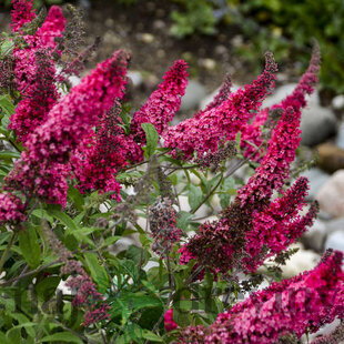 Budleja dávidova MONARCH ‘Prince Charming‘, výška 30/+ cm, v črepníku 2l Buddleja davidii MONARCH ‘Prince Charming‘
