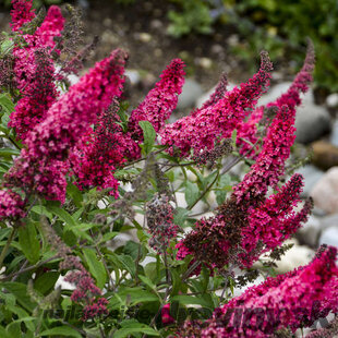Budleja dávidova MONARCH ‘Prince Charming‘, výška 30/+ cm, v črepníku 2l Buddleja davidii MONARCH ‘Prince Charming‘