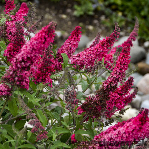 Budleja dávidova MONARCH ‘Prince Charming‘, výška 30/+ cm, v črepníku 2l Buddleja davidii MONARCH ‘Prince Charming‘