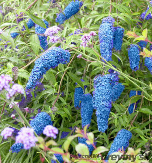 Budleja Dávidova Nanho Blue, 30/50 cm, v črepníku 2l Buddleja davidii Nanho Blue