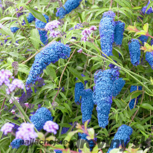 Budleja Dávidova Nanho Blue, 30/50 cm, v črepníku 2l Buddleja davidii Nanho Blue