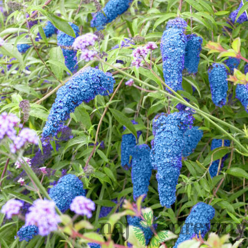 Budleja Dávidova Nanho Blue, 30/50 cm, v črepníku 2l Buddleja davidii Nanho Blue