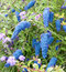 Budleja Dávidova Nanho Blue, 30/50 cm, v črepníku 2l Buddleja davidii Nanho Blue