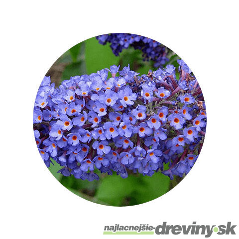 Budleja Davidova Nanho Blue, výška 30/40 cm, v črepníku Buddleja davidii Nanho Blue
