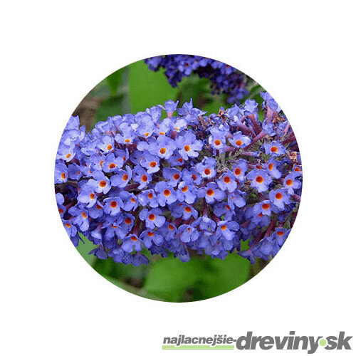 Budleja Davidova Nanho Blue, výška 30/40 cm, v črepníku Buddleja davidii Nanho Blue