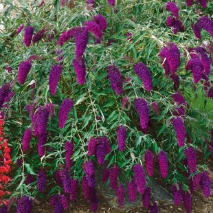 Budleja Davidova Nanho Purple, v črepníku 2l Buddleja davidii Nanho Purple