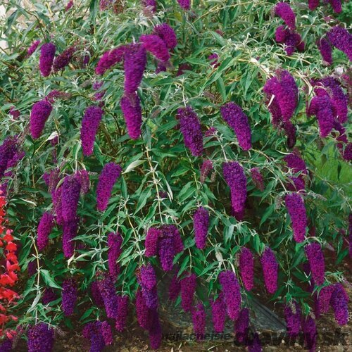 Budleja Davidova Nanho Purple, v črepníku 2l Buddleja davidii Nanho Purple