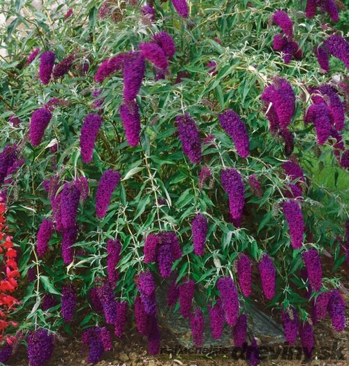 Budleja Davidova Nanho Purple, v črepníku 2l Buddleja davidii Nanho Purple