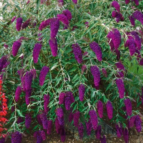 Budleja Davidova Nanho Purple, v črepníku 2l Buddleja davidii Nanho Purple