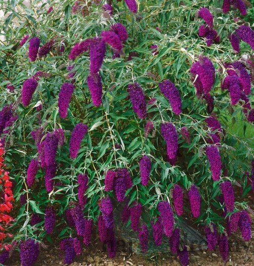 Budleja Davidova Nanho Purple, v črepníku 2l Buddleja davidii Nanho Purple