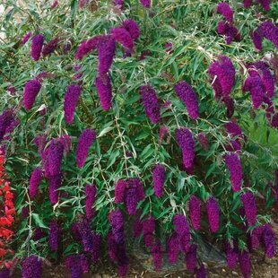 Budleja Davidova Nanho Purple, v črepníku 2l Buddleja davidii Nanho Purple