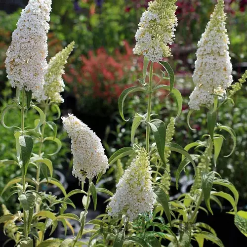 Budleja Dávidova Nanho White, 20/+cm, v črepníku Buddleja davidii Nanho White