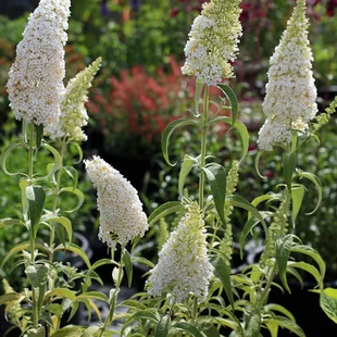 Budleja Dávidova Nanho White, 20/+cm, v črepníku Buddleja davidii Nanho White