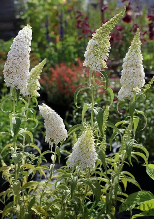 Budleja Dávidova Nanho White, 20/+cm, v črepníku Buddleja davidii Nanho White