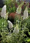 Budleja Dávidova Nanho White, 20/+cm, v črepníku Buddleja davidii Nanho White