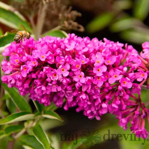 Budleja Davidova Pink Delight, výška 30/+ cm, v črepníku 2l Buddleja davidii Pink Delight