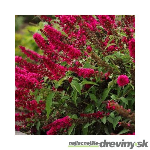 Budleja Dávidova Royal Red 30/50 cm, v črepníku 2l Buddleja davidii Royal red