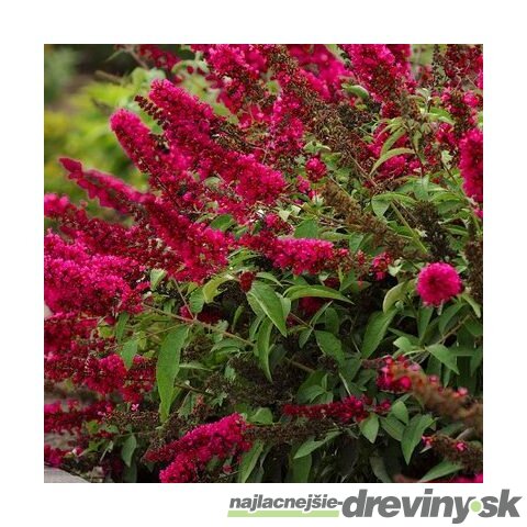 Budleja Dávidova Royal Red 30/50 cm, v črepníku 2l Buddleja davidii Royal red