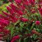 Budleja Dávidova Royal Red 30/50 cm, v črepníku 2l Buddleja davidii Royal red