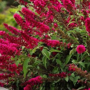 Budleja Dávidova Royal Red 30/50 cm, v črepníku 2l Buddleja davidii Royal red