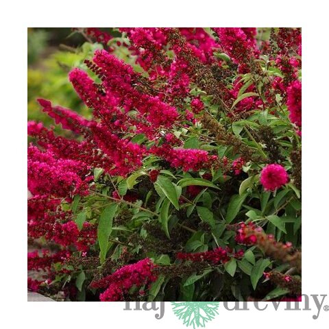 Budleja Dávidova Royal Red 30/50 cm, v črepníku 2l Buddleja davidii Royal red