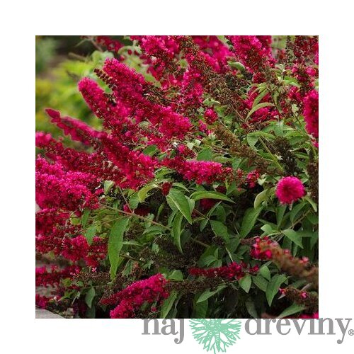 Budleja Dávidova Royal Red 30/50 cm, v črepníku 2l Buddleja davidii Royal red