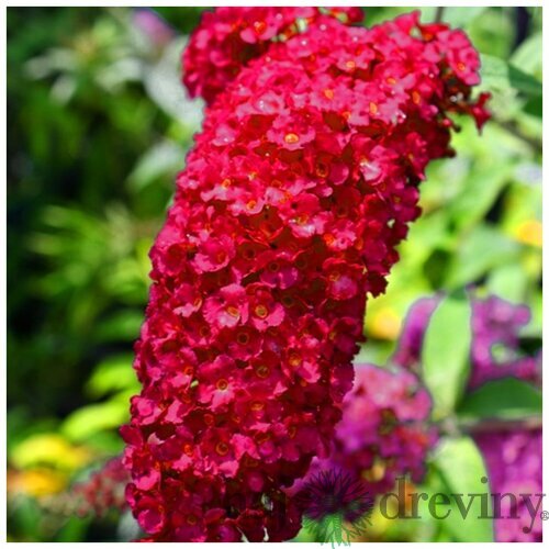 Budleja Dávidova Royal Red, výška 100+ cm, v črepníku 10l Budleja davidii Royal Red