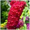 Budleja Dávidova Royal Red, výška 100+ cm, v črepníku 10l Budleja davidii Royal Red