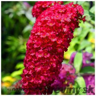 Budleja Dávidova Royal Red, výška 100+ cm, v črepníku 10l Budleja davidii Royal Red